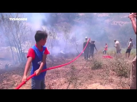 Incendies en Tunisie : la faute au seul changement climatique ?