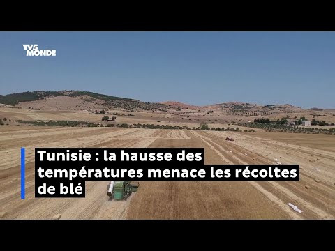 Tunisie : la hausse des températures menace les récoltes de blé