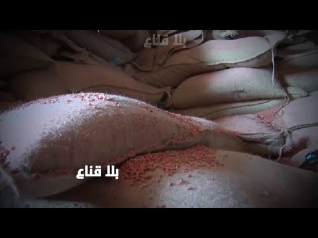 الألاف من الأطنان القمح أكلها سوس و الحمام